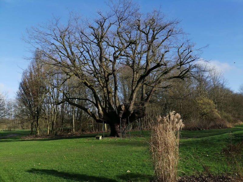 Sind schöne Bäume Golfers Freunde?