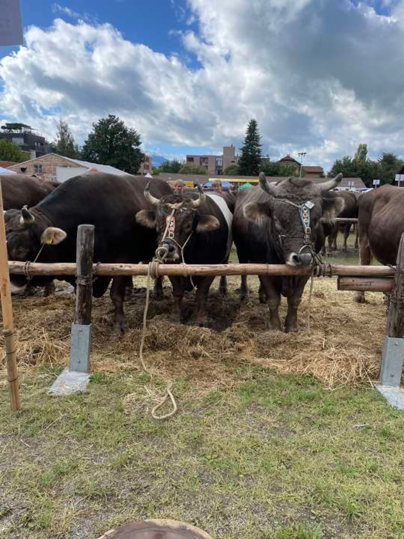 Wenn der Golfer einmal „fremdgeht“…