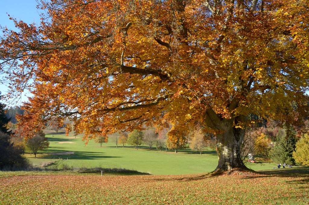 Viele Löcher im GC Starnberg erhalten durch ihre alten, solitären Bäume ihren Charakter und Charme. (Foto: GC Starnberg)