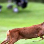 So oder so ähnlich dürfte sich in Bergisch Gladbach-Refrath auch das junge Reh Lars fühlen: Einen ganzen Golfplatz für sich und die Spieler auf ihren Runde begleiten