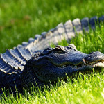 Dieser Alligator beobachtete das Treiben der Golfer im TPC Sawgrass. (Foto: Getty)
