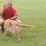 In dieser neuen Folge "Verstehen Sie Spass?" treibt ein Golden Retriever sein Unwesen und damit einige Golfspieler in den Wahnsinn.