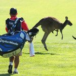 Für Caroline Masson, Ann-Kathrin Lindner und Sophia Popov kann es in Melbourne bei der ISPS Handa Women's Australian Open durchaus zu Begegnungen mit Kängurus auf dem Fairway kommen.