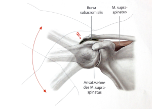 Hier zu sehen: Das Schultergelenk. (Bild: Prometheus 3. Auflage, Illustration von M. Voll, K. Wesker: Thieme, 2005)