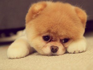 6945118-sad-puppy-face