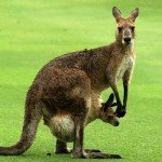 Golf-Video: Auf einem australischem Golfplatz entdeckt ein Baby-Känguru das Tanzen für sich.