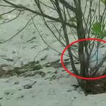 Verzwickte Lage: Bill Haas sah sich bei der Hero World Challenge einer besonderen Herausforderung gegenüber - und löste sie brachial. (Foto: Twitter.com / @PGATour