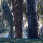 Auch Caroline Masson muss bei der Coates Golf Championship zwei Runden an einem Tag bestreiten. (Foto: Getty)