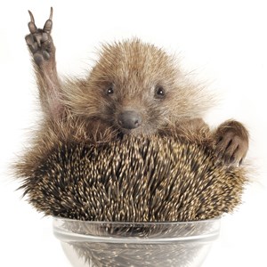 Hedgehog with gesture a victory on a white background Publikationsname / Publikationsnummer / E-Tag TT.MM.JJJJ (optional)