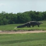 Zwar ist ein Alligator auf einem Golfplatz in Florida nichts Ungewöhnliches, Exemplare dieser Größenordnung sind allerdings selten. (Foto: Video)