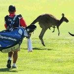 Känguru-Alarm. Diese Woche verschlägt es European Tour und LPGA nach Australien. Die Wochenvorschau. (Foto: Getty)