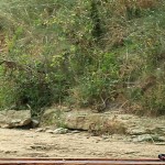 Man muss nicht über den Golfplatz rennen, um Zeit zu sparen. Fabian Stehle kennt bessere Möglichkeiten. (Foto: Getty)