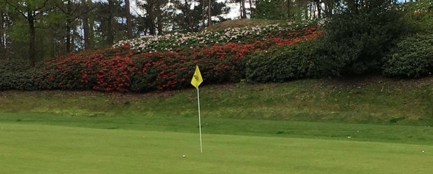 17. April 2017: Die Alpenrosen beginnen zu blühen und sorgen für Augusta-Feeling im Golfclub Herkenbosch! (Foto: Ulrich Sefrin)