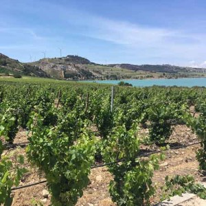 Das Weingut Planeta bei Menfi. (Foto: Golf Post)