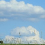 Martin Kaymer fühlte sich am zweiten Tag der US Open äußerst wohl auf dem Platz in Erin Hills. (Foto: Getty)