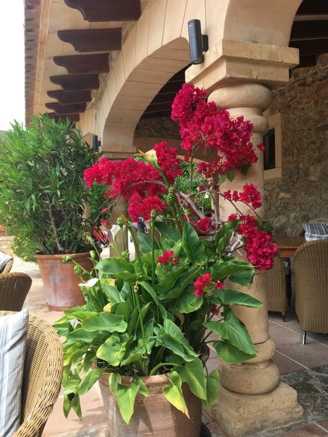 Prächtige Blumen und wunderschönes Ambiente - das ist die Terrasse des Capdepera Golfclub. (Foto: Golf Post)