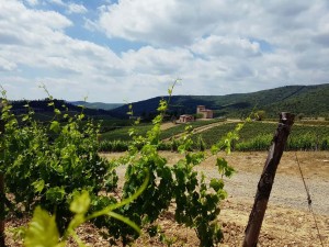 Wanderung im Chianti Tal. (Foto: Anna Kitze)