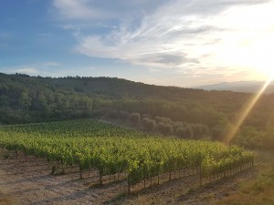 Weinberg im Val D'Orcia. (Foto: Anna Kitze)