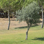 Stefanie Eckrodt bietet Ihnen im Frühjahr 2018 verschiedene Golfreisen an. (Foto: Getty)