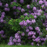 Max Kieffer schlägt beim Belgian Knockout auf der European Tour den Lokalmatadoren Thomas Pieters und scheidet im Anschluss unglücklich aus. (Foto: Getty)