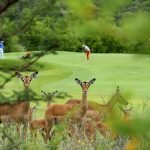 Im Gary Player CC in Sun City stattet eine Herde Impalas den Golfern einen Besuch ab. (Foto: Getty)