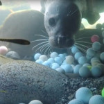 Die junge Taucherin, Alex Weber, machte eine erstaunliche Entdeckung und fand zehntausende Golfbälle im Meer. (Foto: YouTube/The Plastic Pickups)