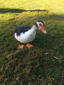 Der Club de Golf Son Servera verfügt über die tierischsten Greenkeeper Mallorcas. (Foto: Golf Post)