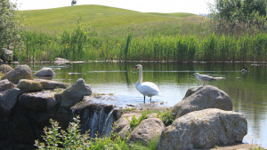 Golfplätze sind auch Lebensraum für viele Tierarten. (Foto: Ostsee Golf Resort Wittenbeck)