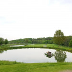 Artgerecht entlassen. Im GC Schönbuch wurde ein Molch in den Teich des 18. Loches entlassen. (Bildquelle: GC Schönbuch)