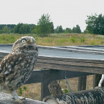 Golfplätze spielen eine wichtige Rolle beim Schutz von Flora und Fauna. (Foto: Golf- und Country Club Seddiner See)