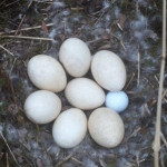 Eine Ente brütete tatsächlich ein Ei in ihrem Gelege auf dem GC Insel Langeoog. (Bildquelle: GC Insel Langeoog)
