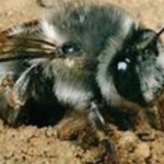 Im Münchener GC in Thalkirchen sind Erdbienen in Bunkern und im Rough aktiv. (Bildquelle: Münchener GC Thalkirchen)