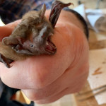 Die Fledermausdame des GC Schönbuch. (Bildquelle: Claudia Rahn vom GC Schönbuch)