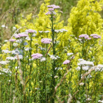 Das Golf Valley blüht - in vielerlei Hinsicht! (Bildquelle: Golf Valley München)