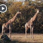 In der neuen Folge "Adventures in Golf" geht Erik Andres Lang auf eine wilde Safari. (Foto: Getty)