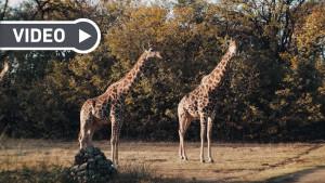 In der neuen Folge "Adventures in Golf" geht Erik Andres Lang auf eine wilde Safari. (Foto: Getty)