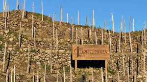 Immer schon wurde Wein am Ätna angebaut, aber in den letzten zwanzig Jahren haben die Winzer hier gelernt, aus ihrem Wein ein kostbares Getränk zu machen. (Foto: Golf Post)