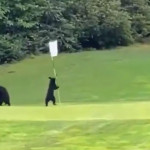 Bären vergnügen sich auf dem Golfplatz. (Screenshot: Twitter.com/@0contextanimals)