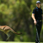 Kängurus auf dem Platz, manchmal passieren im Golf kuriose Dinge (Foto: Getty)