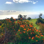 Der Palheiro Golf Club auf Madeira ist rund ums Jahr bespielbar. (Foto: Golf Post)