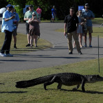 Alligatoren bei der Zurich Classic der PGA Tour. (Foto: Getty)