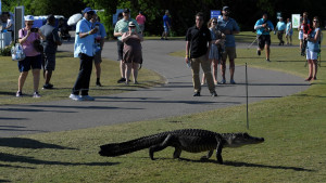 Alligatoren bei der Zurich Classic der PGA Tour. (Foto: Getty)