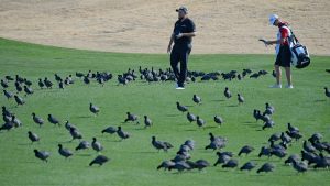 Golfer und ihre Vögel: Albatrosse und Eagle sind ihnen am liebsten, doch auch zu einem Birdie sagen sie nicht nein. (Foto: Getty)