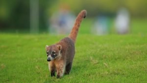 Ein besonders neugieriger Fan auf der PGA Tour. (Foto: Getty)