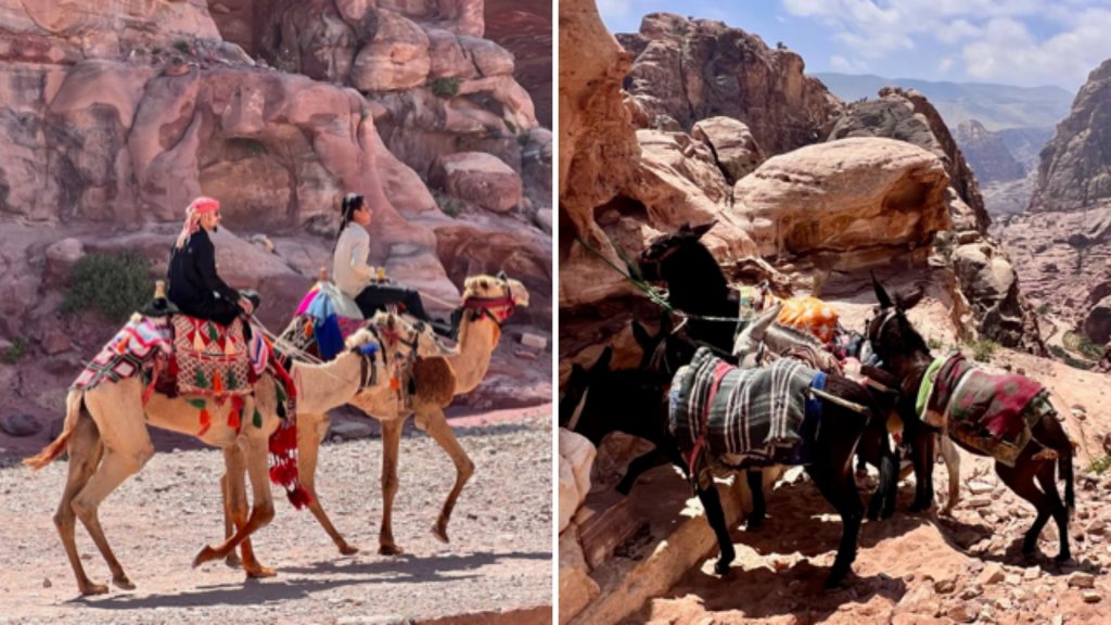 Vierbeinige Taxis in Petra (Foto Jürgen Linnenbürger)