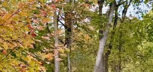 Herbstliche Farbenpracht am Golfplatz The Fortress in Frankenmuth - (@mglbill)